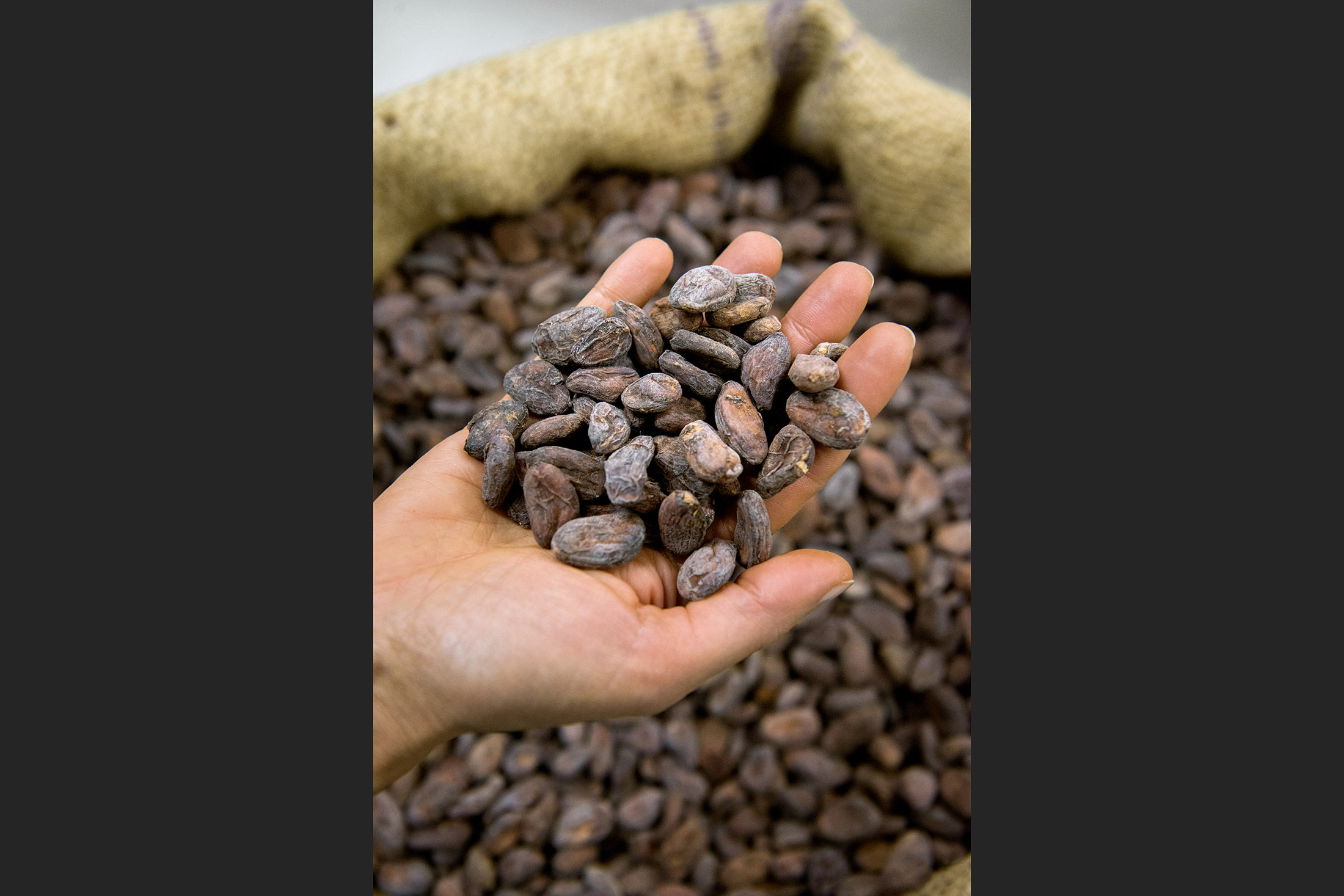 Cea mai buna ciocolata din lume se face in Italia, Toscana