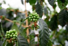 Nescafé: Cafeaua sustenabila, nascută din stiinta, cultivata cu grija si savurata zilnic in Romania