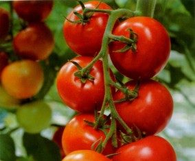 tomate
