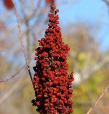 sumac