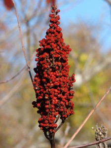 sumac