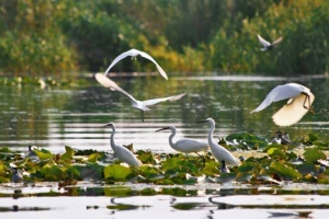 Oferta speciala pentru familii: Copiii merg gratis in vacanta in Delta Dunarii, iar parintii primesc bonus pensiune completa