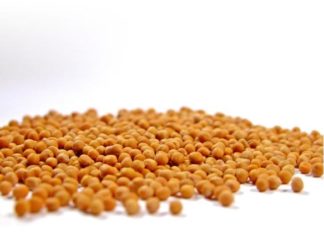 Povestea mustarului (II)