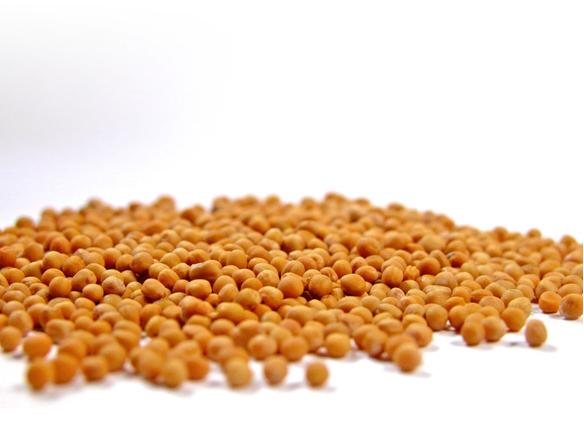 Povestea mustarului (II)