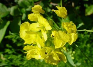 Povestea mustarului (I)