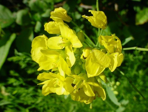 Povestea mustarului (I)